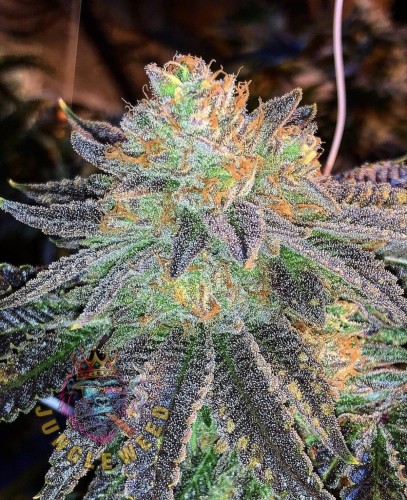 Obfite biało-zielone kwiaty marihuany na krzaku konopi odmiany Zkitlez z dorodnymi żółtymi słupkami oraz białym szronem