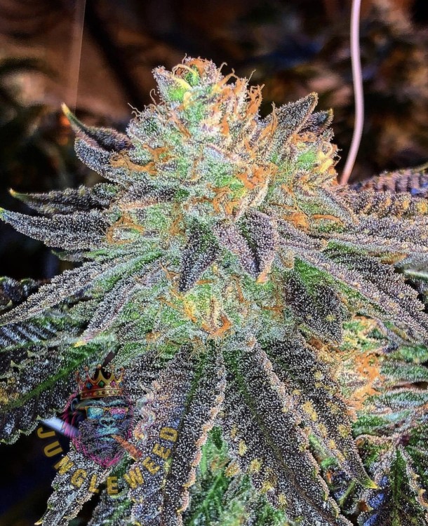 Obfite biało-zielone kwiaty marihuany na krzaku konopi odmiany Zkitlez z dorodnymi żółtymi słupkami oraz białym szronem