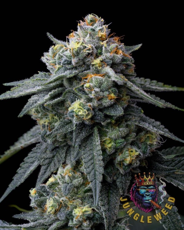 Obfite zielono kwiaty marihuany na krzaku konopi odmiany Jealousy z dorodnymi gęstymi, mięsistymi  liśćmi