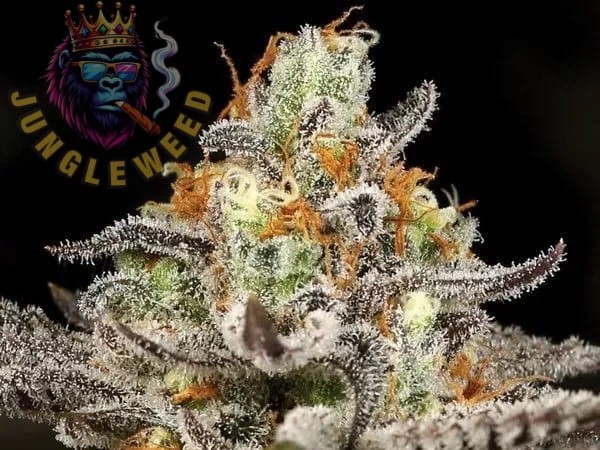 Obfite zielono-białe kwiaty marihuany na krzaku konopi odmiany Sleepy Joe z dorodnymi pomarańczowymi słupkami z pokryty białą żywicą
