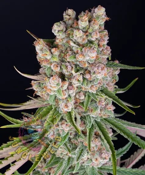 Obfite zielono-fioletowe z domieszką beżu kwiaty marihuany na krzaku konopi odmiany GMO z dorodnymi żółtymi słupkami  tworzące strukturę kolby