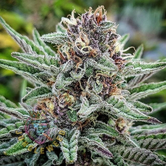 Obfite zielono-fioletowe kwiaty marihuany na krzaku konopi odmiany Forbidden Muffin  z dorodnymi żółtymi słupkami, cały kwiat jest pokryty białą żywicą