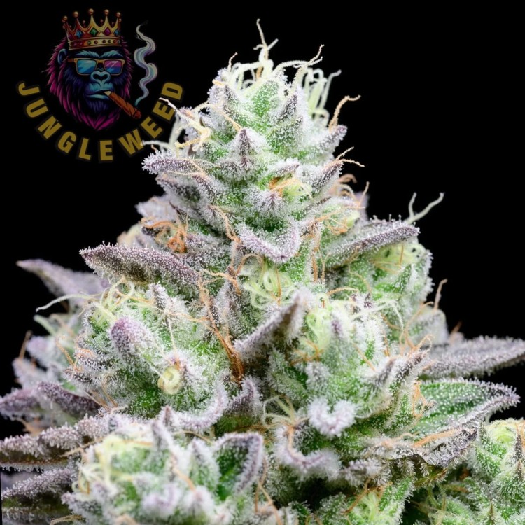 Obfite jasno-zielone kwiaty marihuany na krzaku konopi odmiany Blue Zushi z pokryte biało żywicznym nalotem