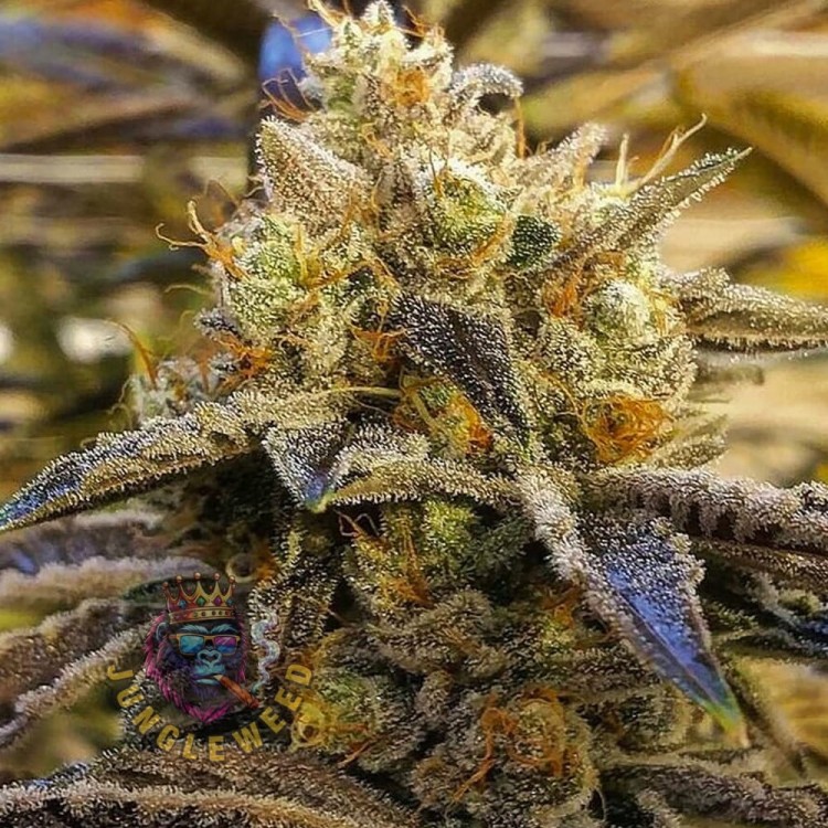 Dorodne ciemno-zielone kwiaty marihuany na krzaku konopi odmiany Alien OG  dorodnymi żółtymi słupkami
