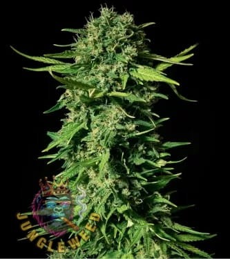 Obfite zielono-kwiaty marihuany na krzaku konopi odmiany Mandarine z żółtymi kwiatami