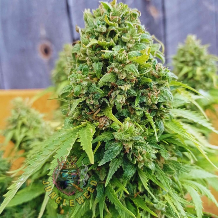 Masywne zielone kwiaty marihuany na krzaku konopi odmiany Mazar Extra z pomarańczowymi słupkami