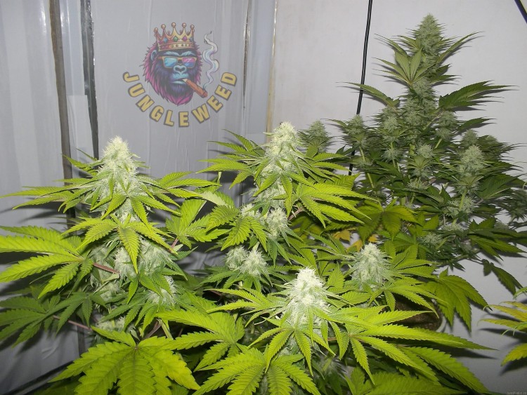 Wiele krzaków konopi z dużymi błyszczącymi się topami marihuany odmiany Somango