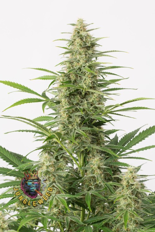 Obfite zielono-żółte kwiaty marihuany na krzaku konopi odmiany Sour Diesel z liśćmi w kształcie wachlarza