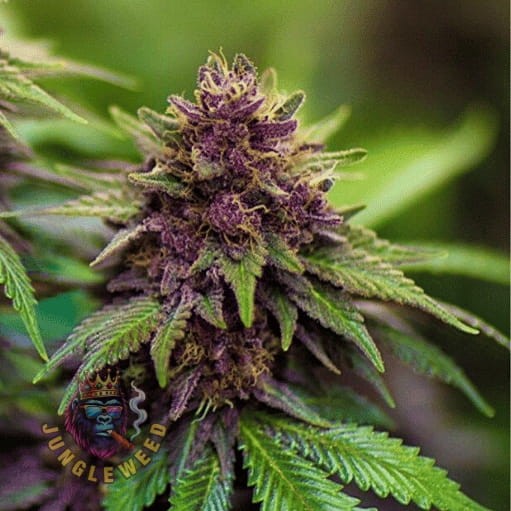 Obfite zielono-fioletowe kwiaty marihuany na krzaku konopi odmiany Sirius Black z zielonymi liśćmi