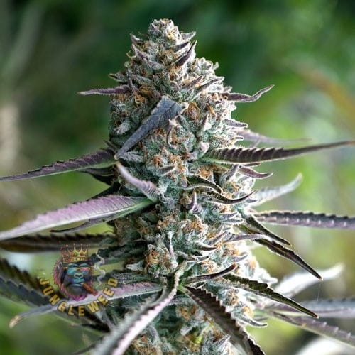 Kolbowaty  zielono-fioletowe kwiaty marihuany na krzaku konopi odmiany Rutnz z szpiczastymi liśćmi
