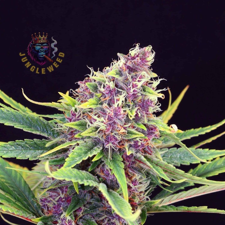 Delikatny zielono-różowy kwiaty marihuany na krzaku konopi odmiany Purple Kush z liśćmy z szczeciną