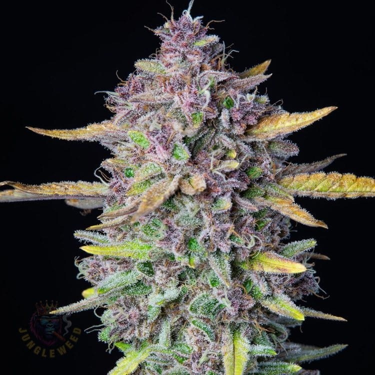 Kolbowate zielono-fioletowe kwiaty marihuany na krzaku konopi odmiany Purple Punch z liśćmi w kształcie wachlarza w kolorze jasnego różu