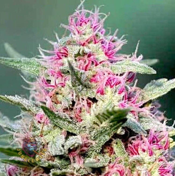 Obfite zielono- różowe kwiaty marihuany na krzaku konopi odmiany Pink Rozay Auto z liśćmi  na których znajdują się białe włoski żywiczne