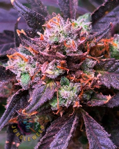 Ciemno fioletowe kwiaty marihuany na krzaku konopi odmiany Pink Panties Auto z pomarańczowymi słupkami oraz z  filetowymi liśćmi