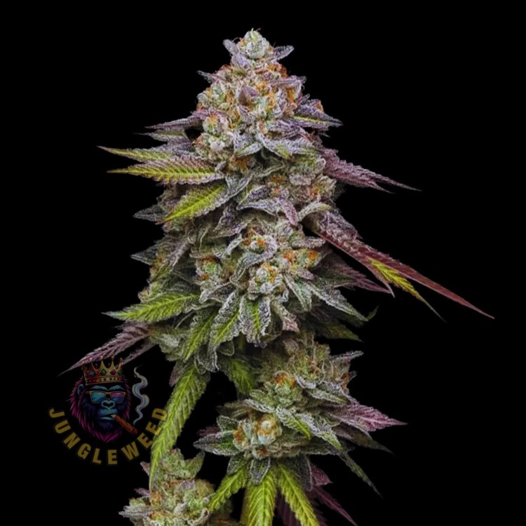 Obfite zielone kwiaty marihuany na krzaku konopi odmiany Pink Acai Auto z pomarańczowymi słupkami z liśćmi w kształcie wachlarza w kolorze filetowo-zielonycm które pokrywają cały krzak konopi