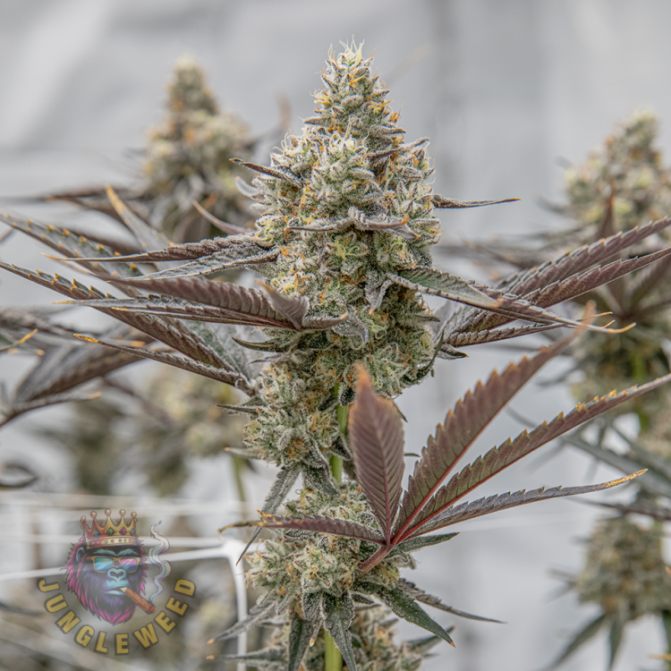 Obfite brązowe kwiaty marihuany na krzaku konopi odmiany Orez Auto