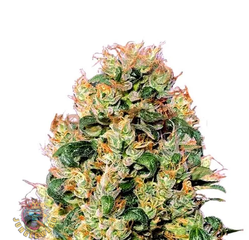 Obfite żółto- pomarańczowe kwiaty marihuany na krzaku konopi odmiany Orange Bud Auto z pomarańczowymi słupkami