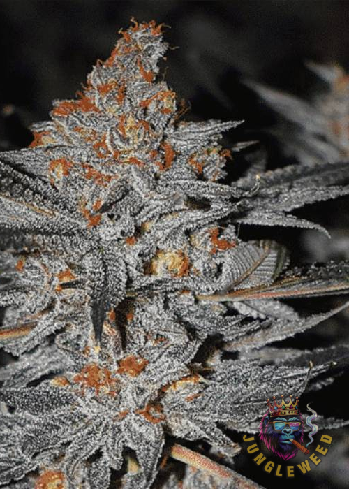 Obfite żłóte kwiaty  marihuany na krzaku konopi odmiany Orange Banana Auto