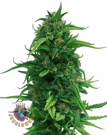 Obfite kwiaty marihuany na krzaku konopi odmiany OG Kush Fast