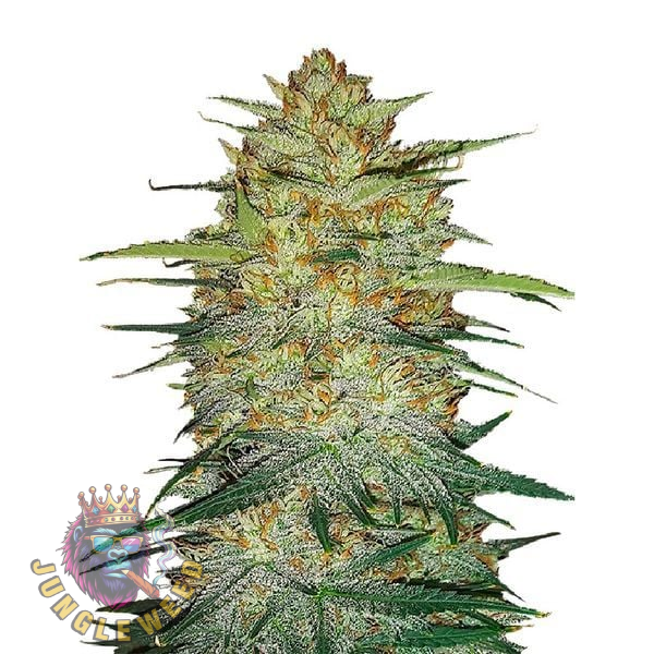 Obfite kwiaty marihuany na krzaku konopi odmiany OG Kush Auto