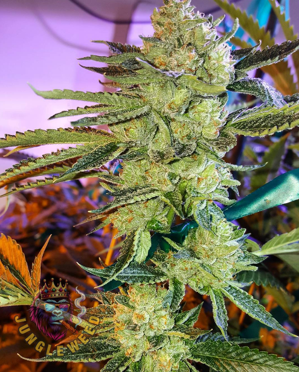 Duże kwiaty marihuany na krzaku konopi odmiany OG Hells Angels Auto