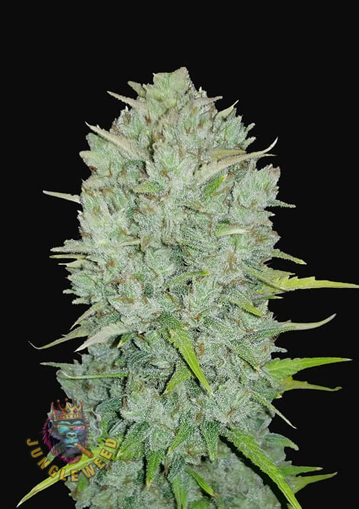 Dorodne kwiaty marihuany na krzaku konopi odmiany  Northern Lights Fast