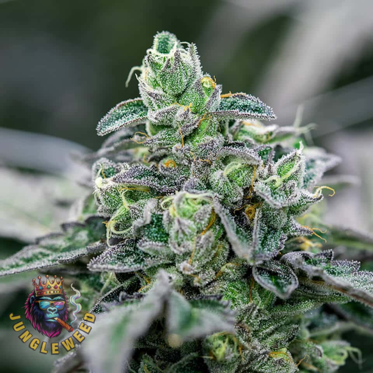Obfite biało-zielone kwiaty marihuany na krzaku konopi odmiany Ice Cream Cake z białym szronem