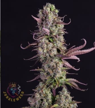 Wielkie kwiaty marihuany na krzaku konopi odmiany  Gorilla Zkittlez Auto