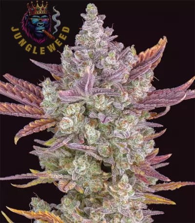 Wielkie kwiaty marihuany na krzaku konopi odmiany  Gorilla Cookies Auto