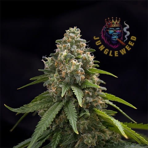 Wielkie kwiaty marihuany na krzaku konopi odmiany  Green Crack Auto