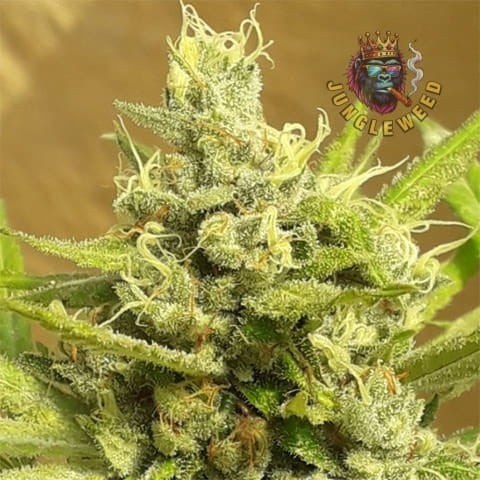 Duże kwiaty marihuany na krzaku konopi odmiany  Girl Scout Cookies Auto