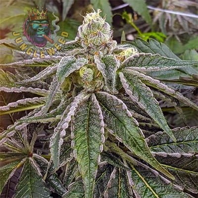 Dorodne kwiaty marihuany na krzaku konopi odmiany Gelato  Auto