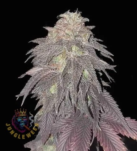Niezwykle kwiaty marihuany na krzaku konopi odmiany Forbidden Fruit Auto
