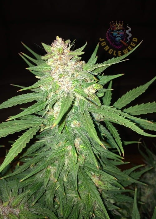 Dorodne kwiaty marihuany na krzaku konopi odmiany Easy Ryder  Auto