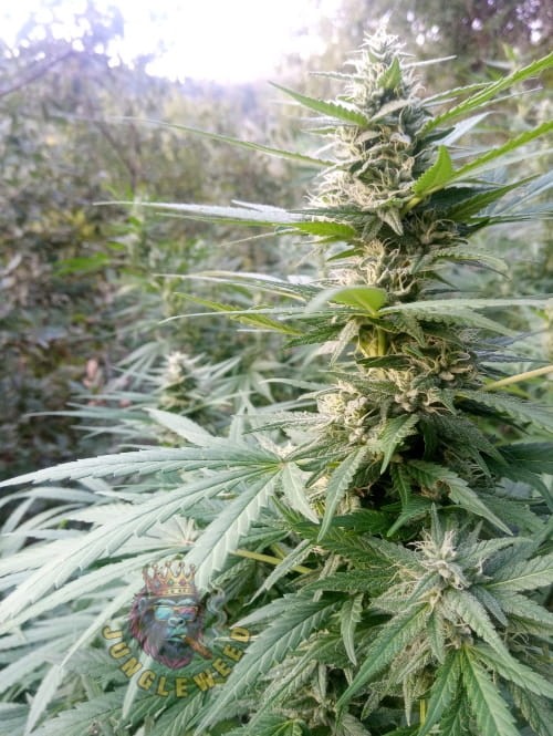 Duże kwiaty marihuany na krzaku konopi odmiany Blue Cheese Auto