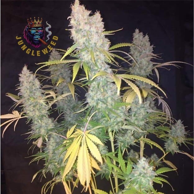 Duże kwiaty marihuany na krzaku konopi odmiany Big Bud Auto