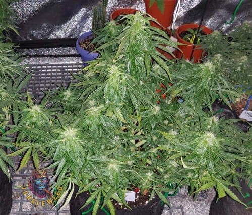 Ogromne kwiaty marihuany na krzaku konopi odmiany Big Devil Auto