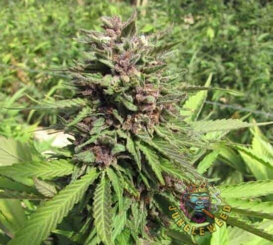 Ogromne kwiaty marihuany na krzaku konopi odmiany Banana Punch Auto