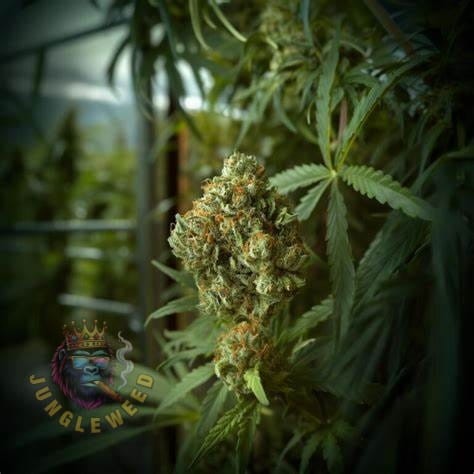 Ogromne kwiaty marihuany na krzaku konopi odmiany Apples and Bananas Auto