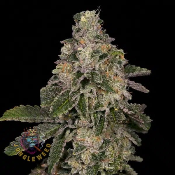 Ogromne kwiaty marihuany na krzaku konopi odmiany Animal Fce Auto