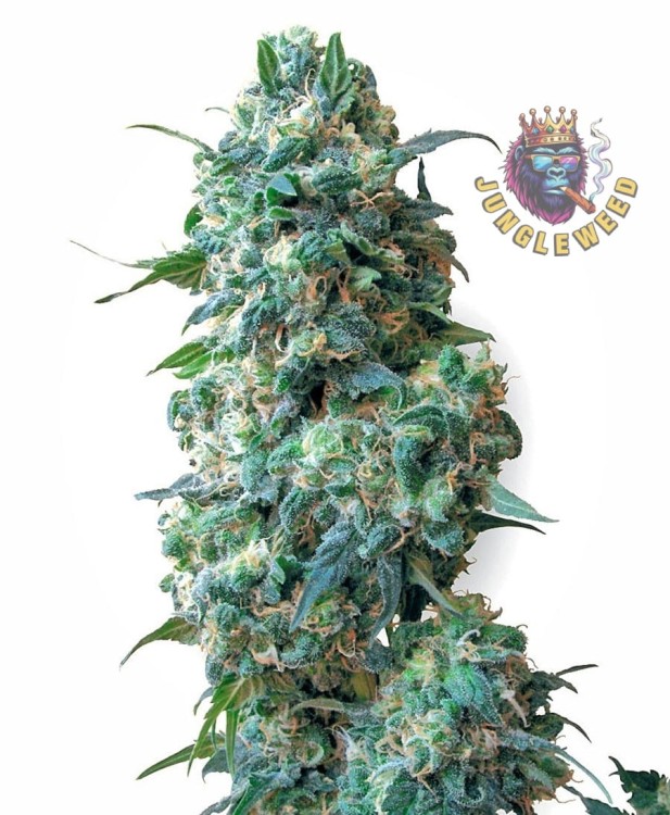 Okazałe kwiaty marihuany na krzaku konopi odmiany Afghan Kush Auto