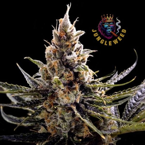 Ogromne kwiaty marihuany na krzaku konopi odmiany 24K Gold Auto