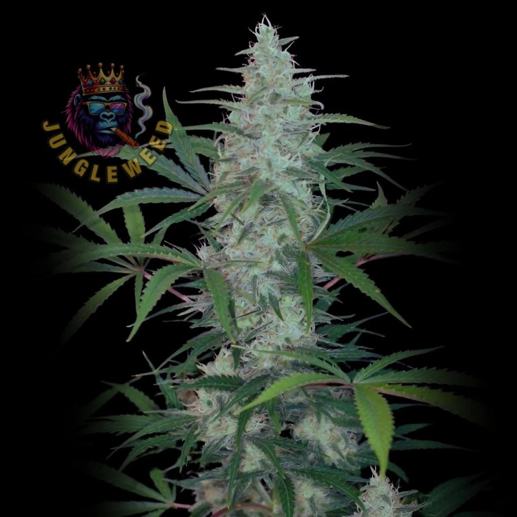 Duże kwiaty marihuany na krzaku konopi odmiany Kali Mist Auto